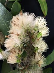 Stifftia hatschbachii