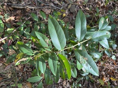 Leucothoe