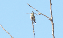 Heliomaster furcifer