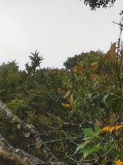 Spinus xanthogastrus