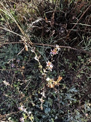 Stephanomeria virgata