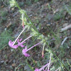 Ipomopsis macrosiphon