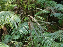Pseudopanax crassifolius