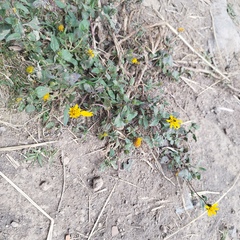 Simsia foetida foetida