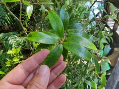 Metrosideros umbellata