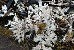 Pulchrocladia retipora