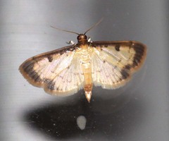 Nistra
