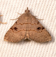 Nychioptera noctuidalis