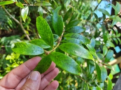 Metrosideros umbellata