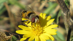 Palpada pusilla