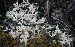 Pulchrocladia retipora