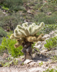 Cylindropuntia bigelovii