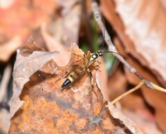 Ichneumon annulatorius