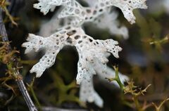 Pulchrocladia retipora