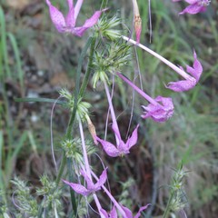 Ipomopsis macrosiphon