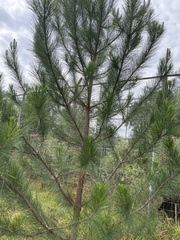 Pinus greggii