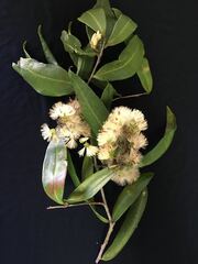 Stifftia hatschbachii