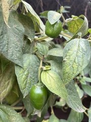 Capsicum pubescens