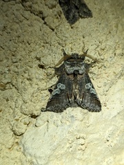 Diloba caeruleocephala