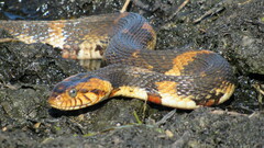 Nerodia fasciata confluens