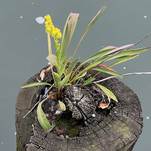 Solidago sempervirens iNat (2)