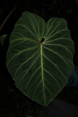 Philodendron verrucosum