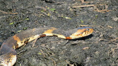 Nerodia fasciata confluens