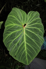 Philodendron verrucosum
