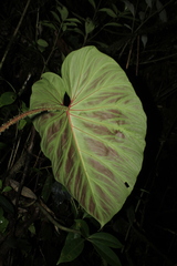 Philodendron verrucosum