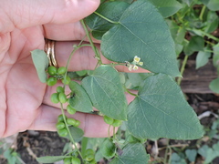 Cocculus carolinus