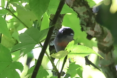 Pachyramphus aglaiae