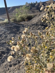 Heterotheca grandiflora