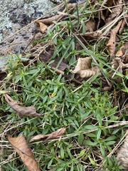 Caryophyllaceae
