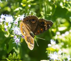 Junonia stemosa