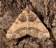 Frederickia hypaethrata