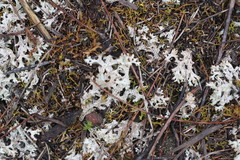 Pulchrocladia retipora