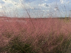 Muhlenbergia