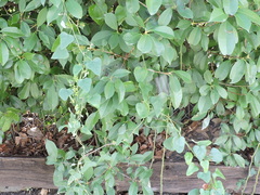 Cocculus carolinus
