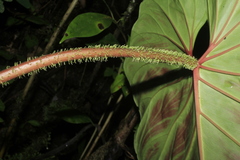Philodendron verrucosum