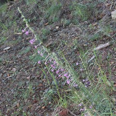 Ipomopsis macrosiphon