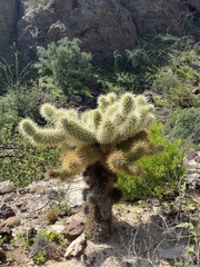 Cylindropuntia bigelovii