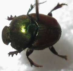 Proagoderus sapphirinus