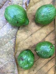 Cryptocarya aschersoniana