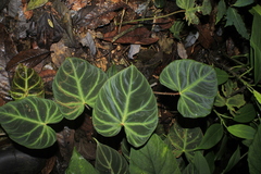 Philodendron verrucosum