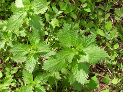 Urtica urens