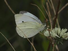 Pieris