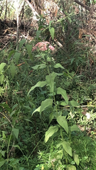 Pluchea odorata odorata