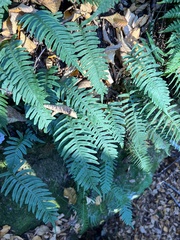 Polypodium appalachianum