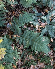 Dryopteris intermedia