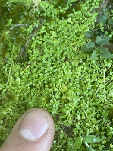 Callitriche capricorni (Callitriche capricorni)